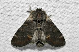 Attēlu rezultāti vaicājumam “Notodonta dromedarius”