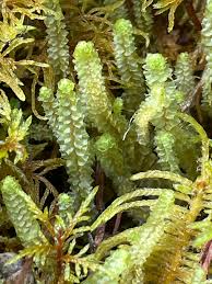 Attēlu rezultāti vaicājumam “Barbilophozia lycopodioides”