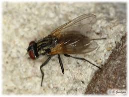 Attēlu rezultāti vaicājumam “Muscidae”