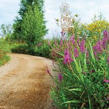 Image result for agrobellon tehron