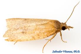 Attēlu rezultāti vaicājumam “Tortricidae”