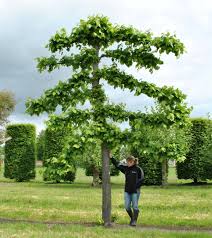Attēlu rezultāti vaicājumam “Tilia x vulgaris”