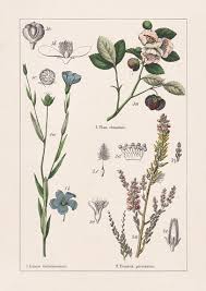 Attēlu rezultāti vaicājumam “Linaceae”