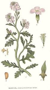 Attēlu rezultāti vaicājumam “Cakile maritima subsp. baltica flower”