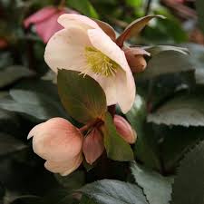 Attēlu rezultāti vaicājumam “Helleborus niger”
