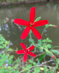Attēlu rezultāti vaicājumam “Silene viscaria fruit”
