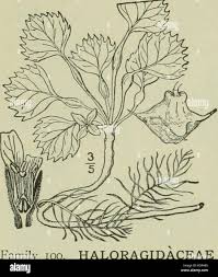 Attēlu rezultāti vaicājumam “Trapaceae”