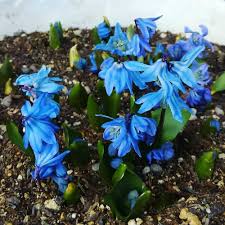 Attēlu rezultāti vaicājumam “Scilla siberica”