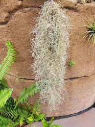 Attēlu rezultāti vaicājumam “moss”