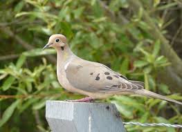 Attēlu rezultāti vaicājumam “Columbiformes”