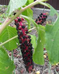 Attēlu rezultāti vaicājumam “Phytolacca acinosa fruit”