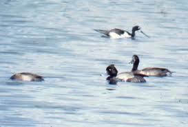 Image result for Aythya fuligula