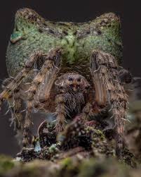 Attēlu rezultāti vaicājumam “Gibbaranea gibbosa”