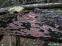 Attēlu rezultāti vaicājumam “Corticium roseum”