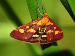 Attēlu rezultāti vaicājumam “Pyrausta purpuralis”
