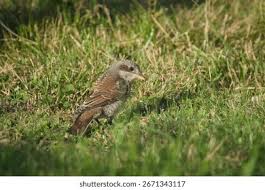 Attēlu rezultāti vaicājumam “Lanius collurio juvenile”