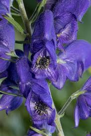 Image result for Aconitum napellus