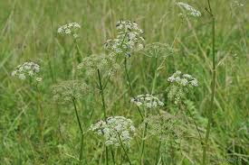 Attēlu rezultāti vaicājumam “Angelica palustris”