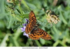 Attēlu rezultāti vaicājumam “Clossiana euphrosyne upperside”