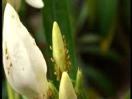 Attēlu rezultāti vaicājumam “Uroleucon hypochoeridis”