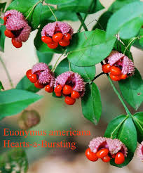 Attēlu rezultāti vaicājumam “Euonymus fruit”