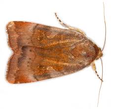 Attēlu rezultāti vaicājumam “Euphydrias aurinia upperside”