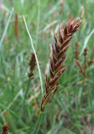 Attēlu rezultāti vaicājumam “Blysmus compressus fruit”