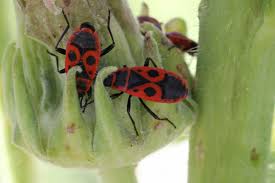 Attēlu rezultāti vaicājumam “Pyrrhocoris apterus”