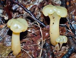 Attēlu rezultāti vaicājumam “Leotia lubrica”