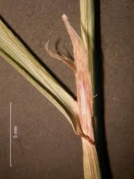 Attēlu rezultāti vaicājumam “Calamagrostis purpurea”