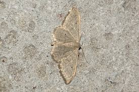 Attēlu rezultāti vaicājumam “Idaea straminata”