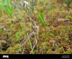 Attēlu rezultāti vaicājumam “Carex limosa”