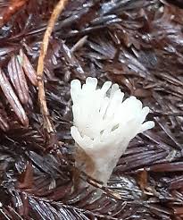 Attēlu rezultāti vaicājumam “Tremellodendropsis tuberosa”