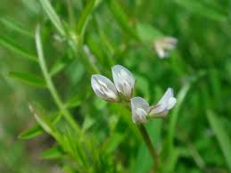 Attēlu rezultāti vaicājumam “Vicia hirsuta flower”