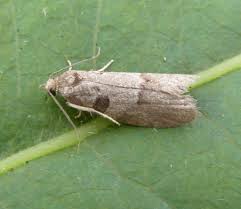 Attēlu rezultāti vaicājumam “Eana incanana”