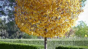 Attēlu rezultāti vaicājumam “Ulmus minor”