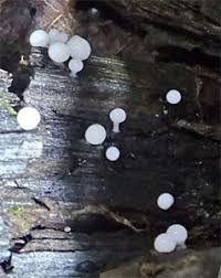 Attēlu rezultāti vaicājumam “Arcyria helvetica stalked”