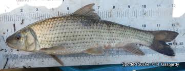 Image result for Minytrema melanops