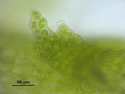 Attēlu rezultāti vaicājumam “Cladopodiella fluitans”