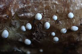 Attēlu rezultāti vaicājumam “Didymium tussilaginis macro”