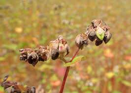 Attēlu rezultāti vaicājumam “Fagopyrum esculentum fruit”