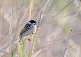 Image result for Emberiza pallasi