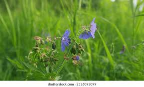 Image result for Geranium `Purple Haze`
