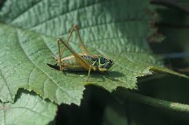 Attēlu rezultāti vaicājumam “Metrioptera brachyptera”