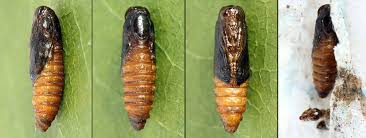 Attēlu rezultāti vaicājumam “Grapholita funebrana larva”