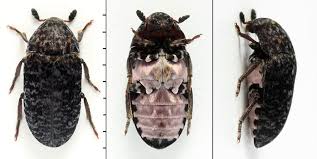 Attēlu rezultāti vaicājumam “Dermestes murinus”