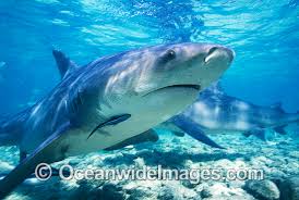 Image result for Carcharhinus leucas