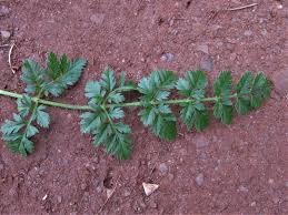 Attēlu rezultāti vaicājumam “Daucus carota subsp. carota leaf”