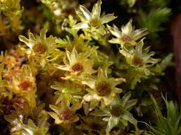 Attēlu rezultāti vaicājumam “Mnium hornum sporophyte”