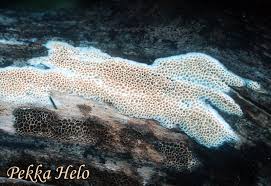 Attēlu rezultāti vaicājumam “Antrodia macra”